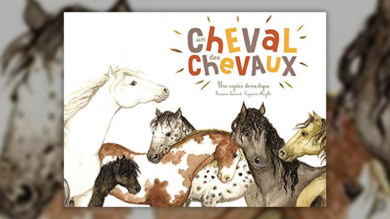 Capucine-Mazille,-Un-cheval,-des-chevaux