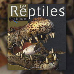 les-reptiles-a-la-loupe-larousse
