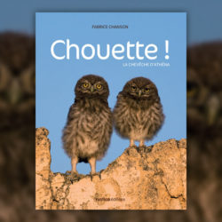 Chanson,-Chouette-Athena
