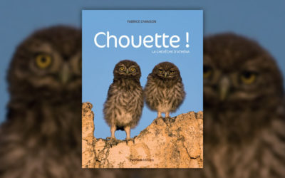 Fabrice Chanson, Chouette ! La chevêche d’Athéna
