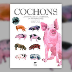 Lewis,-Cochons