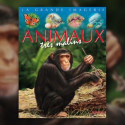 les-animaux-tres-malins