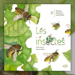Les-insectes_Lecoeuvre_Mazille