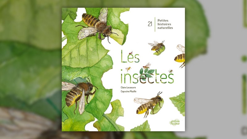 Les-insectes_Lecoeuvre_Mazille