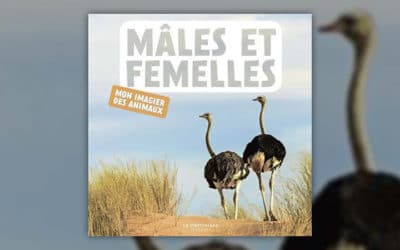 Naturagency, Mâles et Femelles