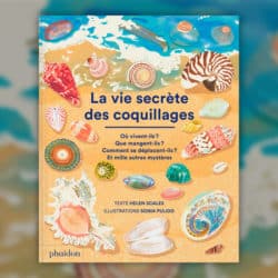 vie-secrète-des-coquillages-