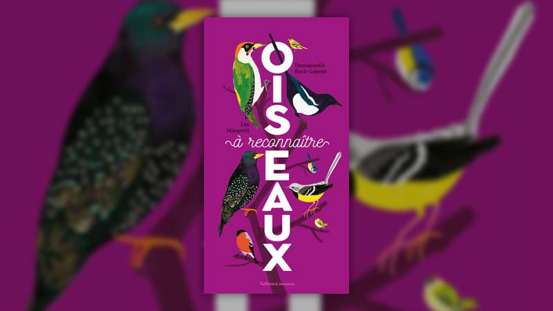 Oiseaux-a-reconnaitre-