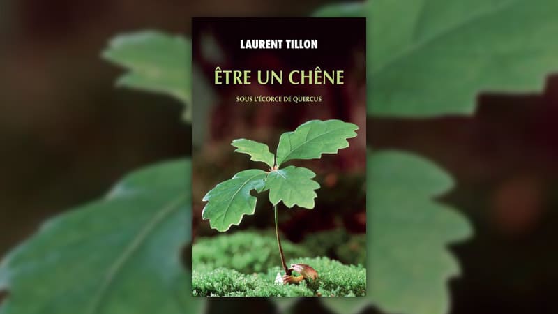 Laurent Tillon, Être un chêne – Sous l’écorce de Quercus